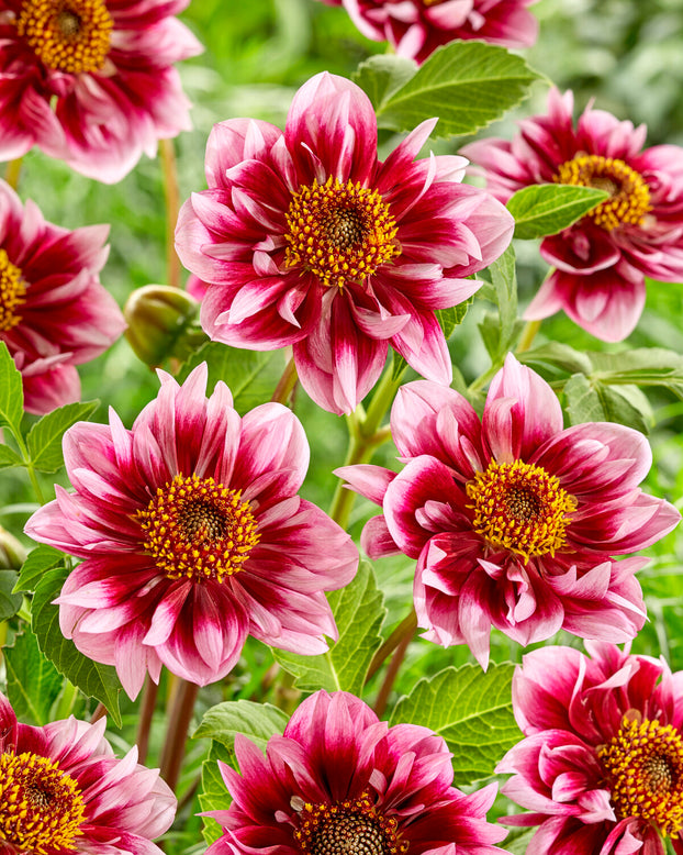 Dahlia 'Liquid Desire'
