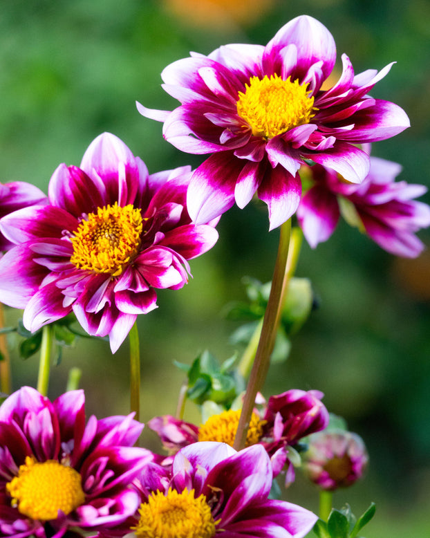 Dahlia 'Liquid Desire'