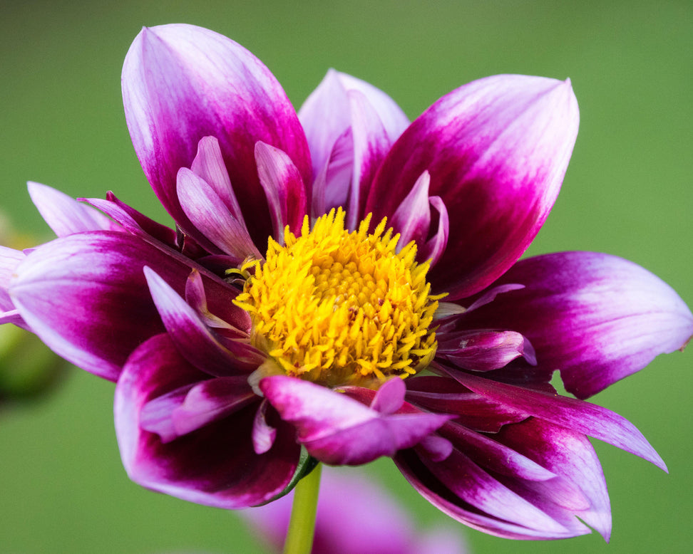 Dahlia 'Liquid Desire'
