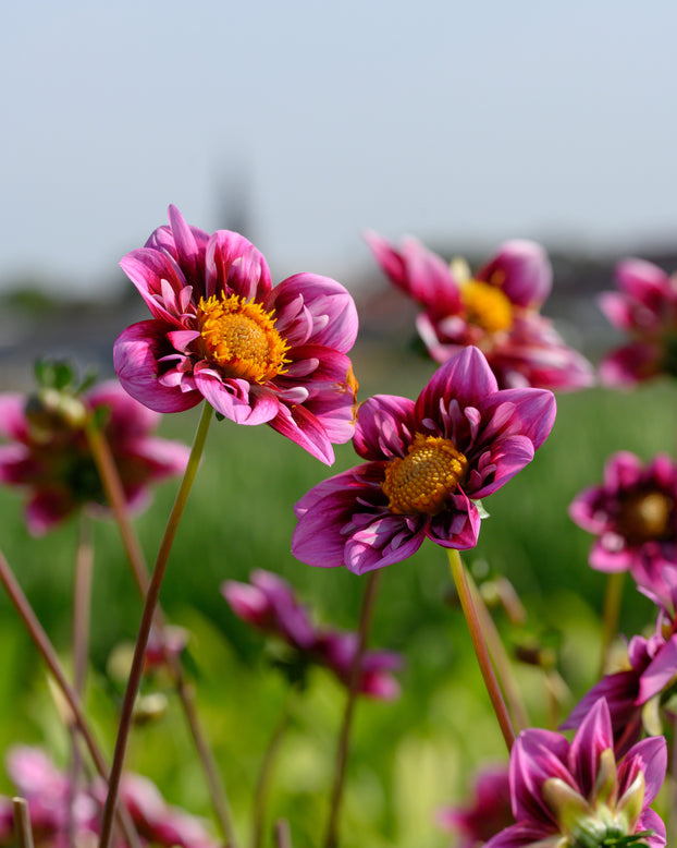 Dahlia 'Liquid Desire'