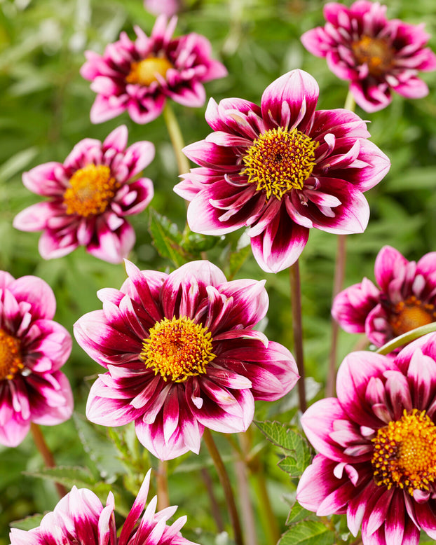 Dahlia 'Liquid Desire'