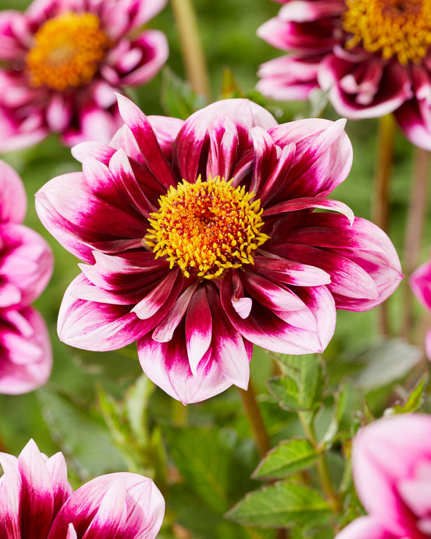 Dahlia 'Liquid Desire'