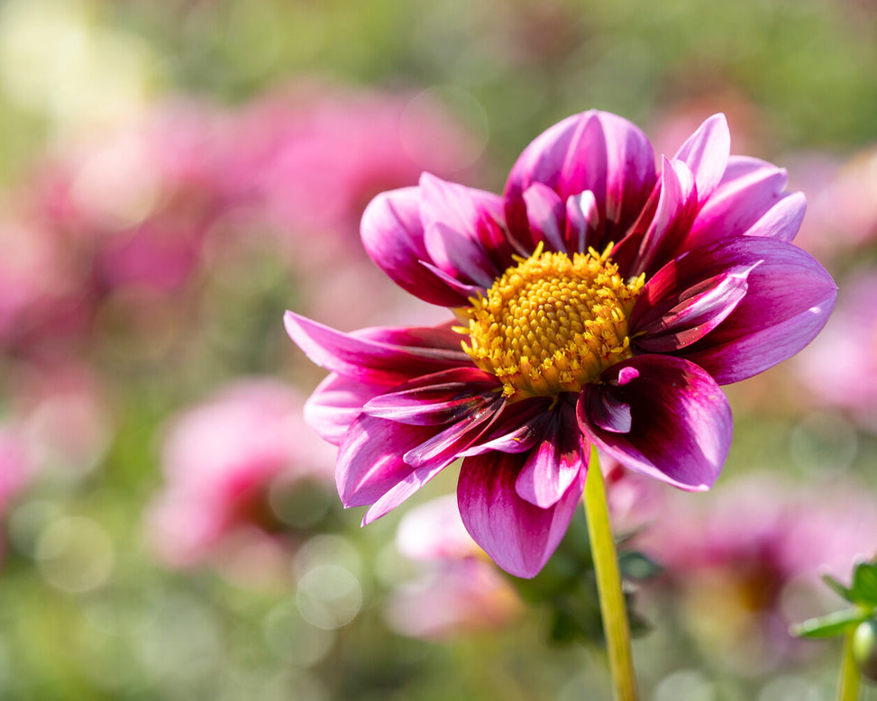 Dahlia 'Liquid Desire'