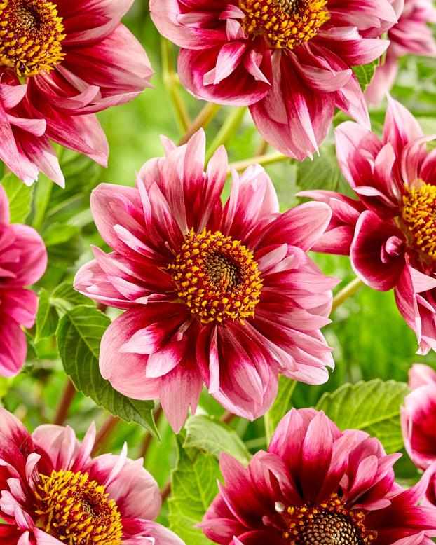 Dahlia 'Liquid Desire'