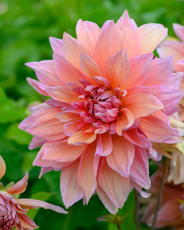 Dahlia 'Mango Madness'