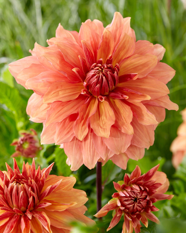 Dahlia 'Mango Madness'