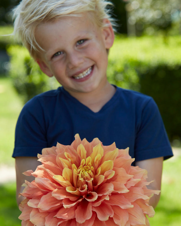 Dahlia 'Mango Madness'