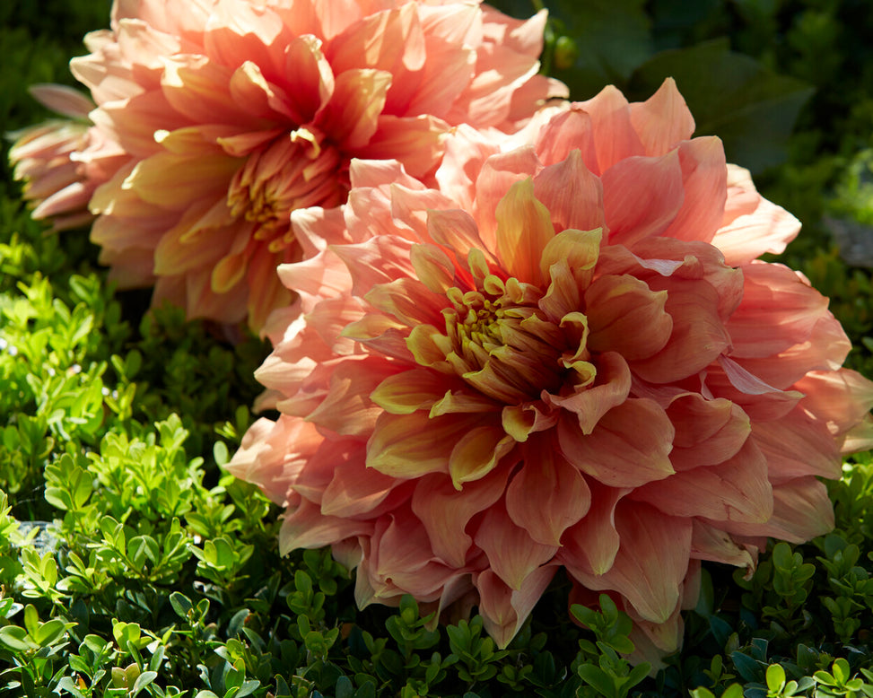 Dahlia 'Mango Madness'