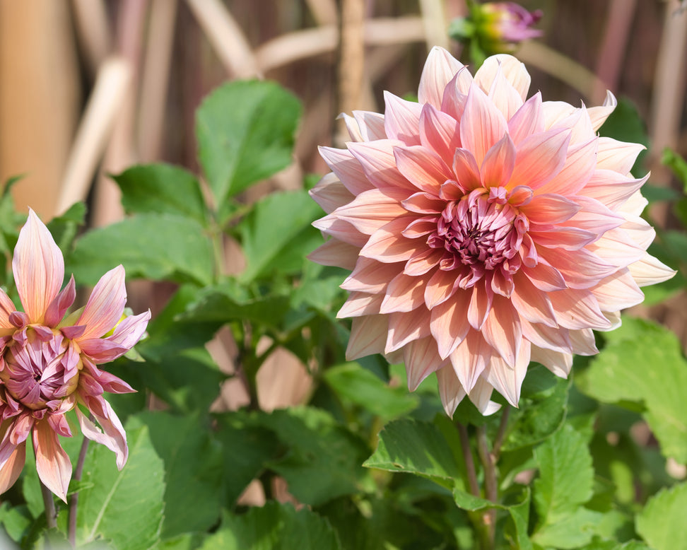 Dahlia 'Mango Madness'