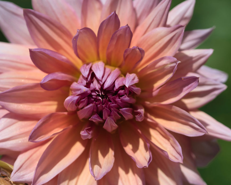 Dahlia 'Mango Madness'