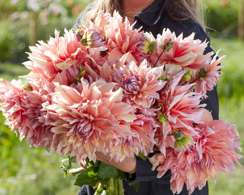 Dahlia 'Mango Madness'