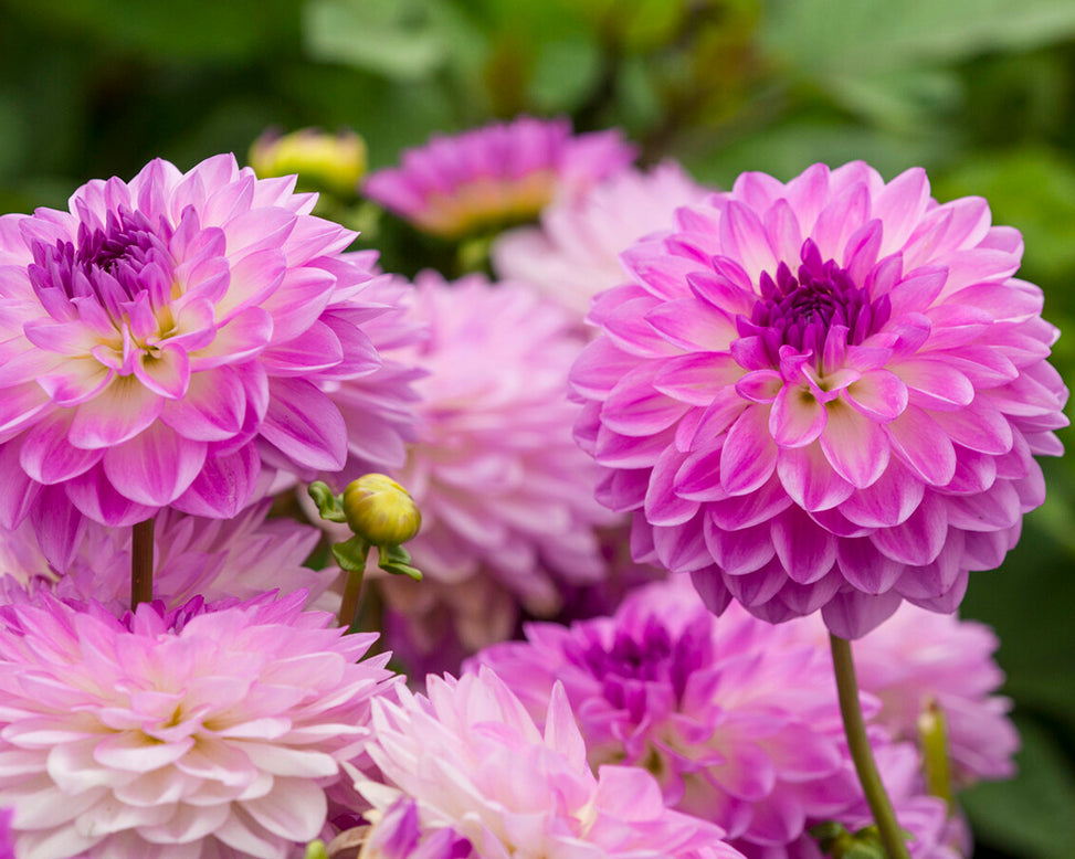 Dahlia 'Mediterrannee'