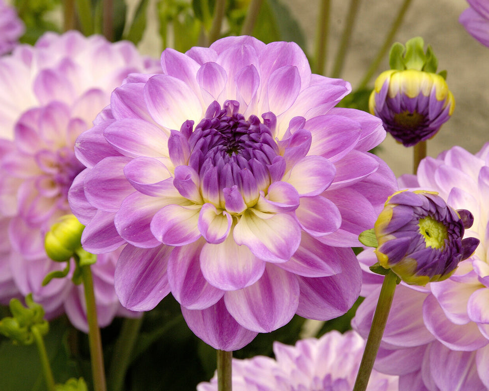 Dahlia 'Mediterrannee'