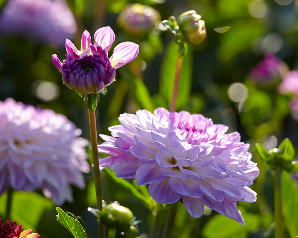 Dahlia 'Mediterrannee'