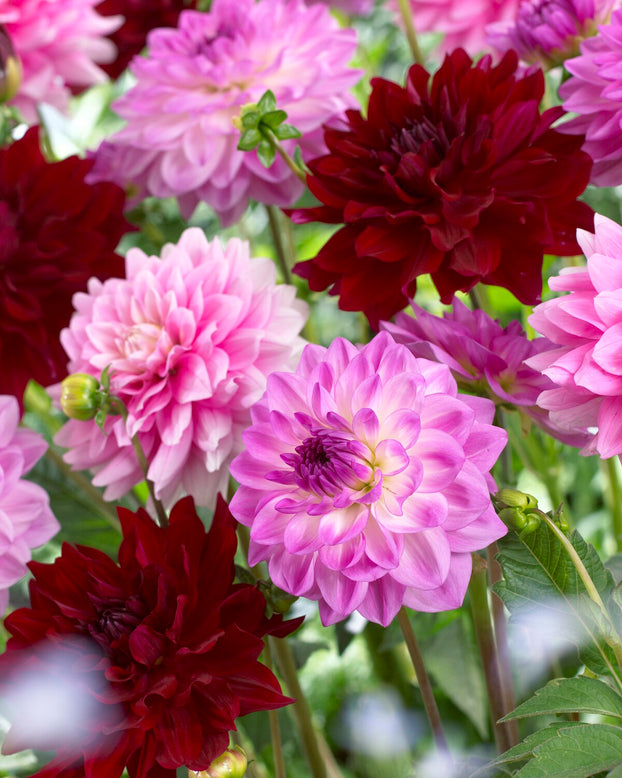Dahlia 'Mediterrannee'