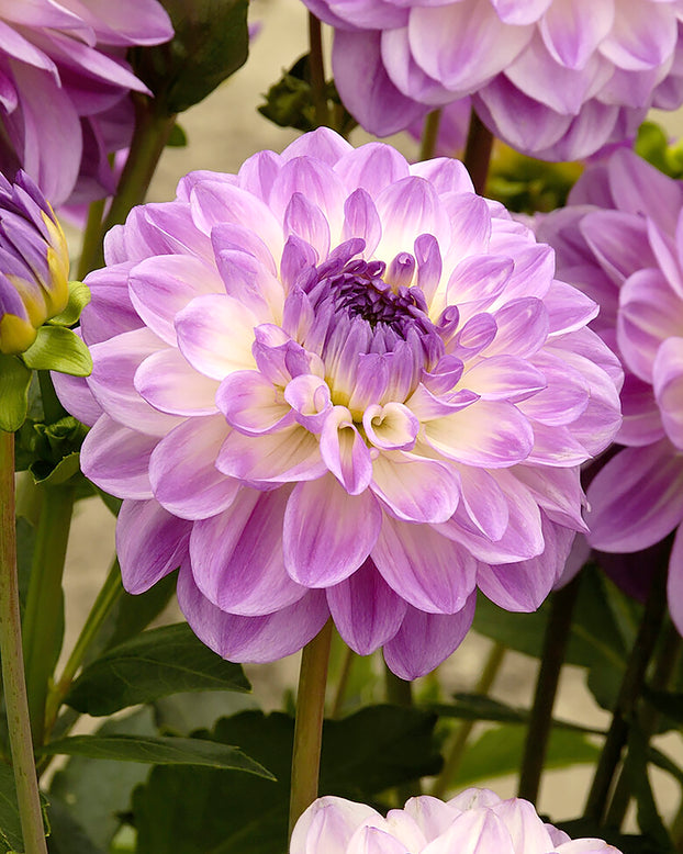 Dahlia 'Mediterrannee'