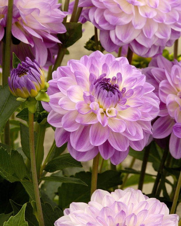 Dahlia 'Mediterrannee'