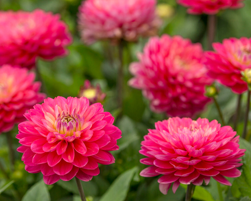 Dahlia 'Melody Pink Allegro'