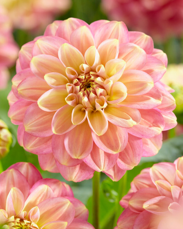 Dahlia 'Milena Fleur'
