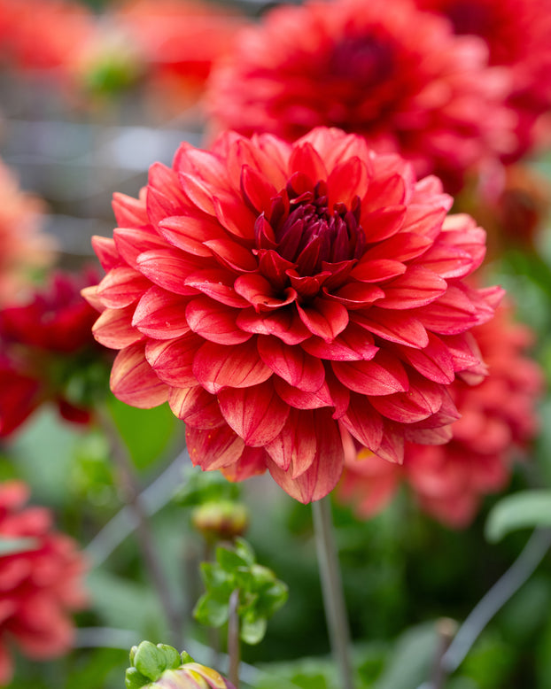 Dahlia 'Missis Miley'