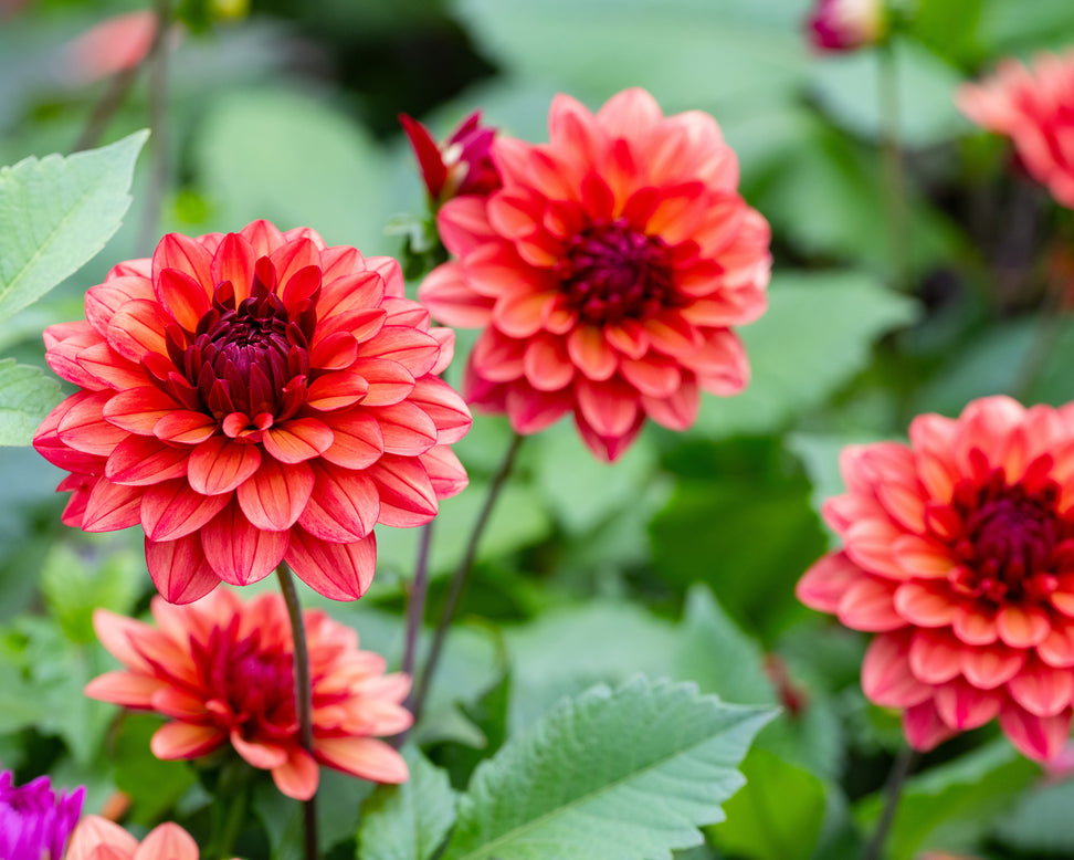 Dahlia 'Missis Miley'