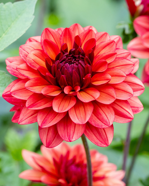 Dahlia 'Missis Miley'