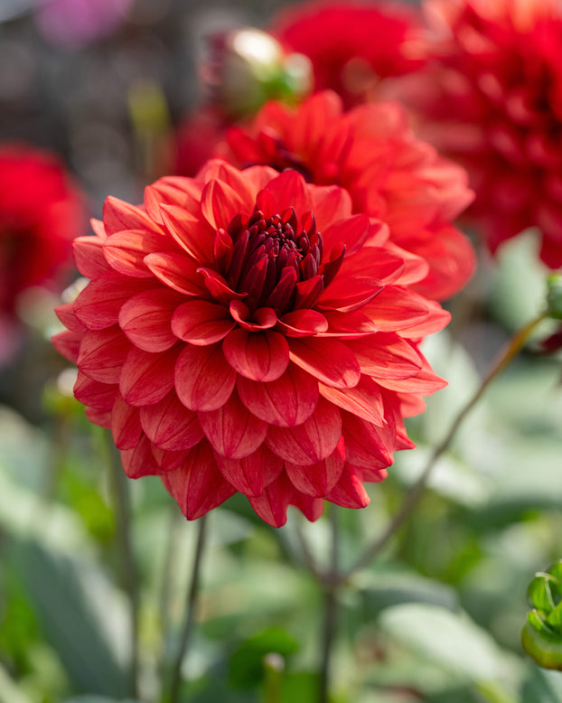 Dahlia 'Missis Miley'