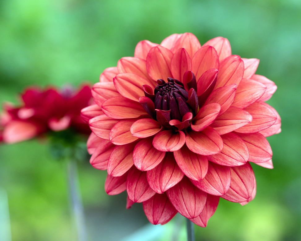 Dahlia 'Missis Miley'