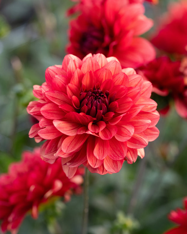 Dahlia 'Missis Miley'