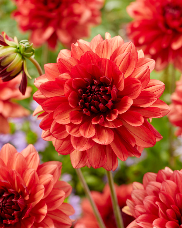 Dahlia 'Missis Miley'