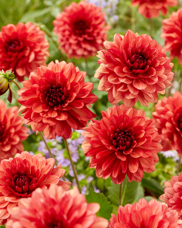 Dahlia 'Missis Miley'