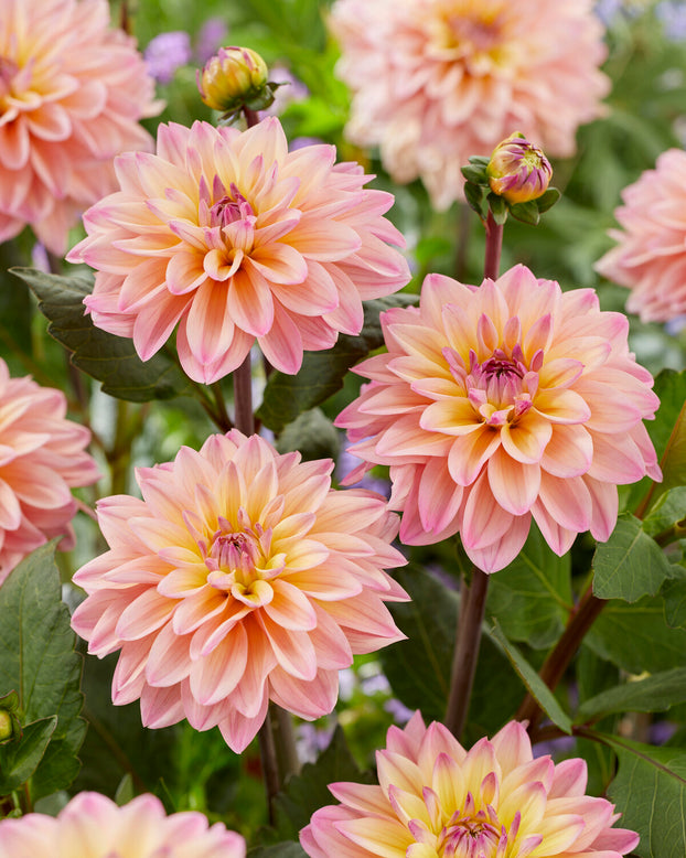 Dahlia 'Mondriaan'