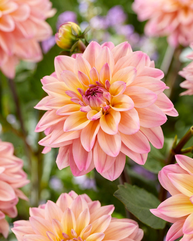 Dahlia 'Mondriaan'