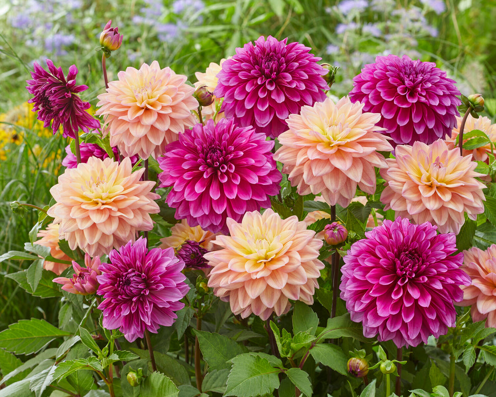 Dahlia 'Mondriaan'