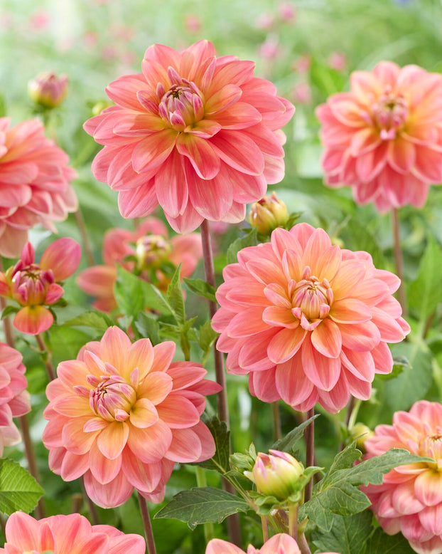Dahlia 'Morning Glory'