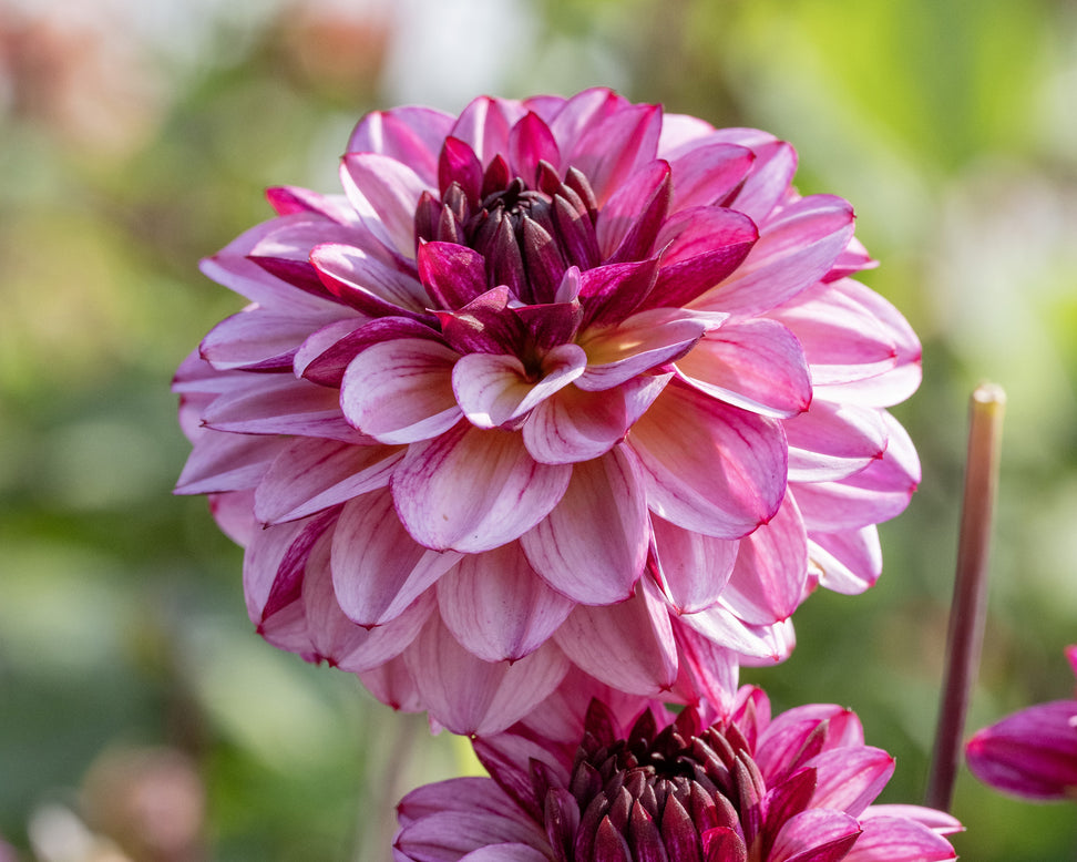 Dahlia 'Muchacha'