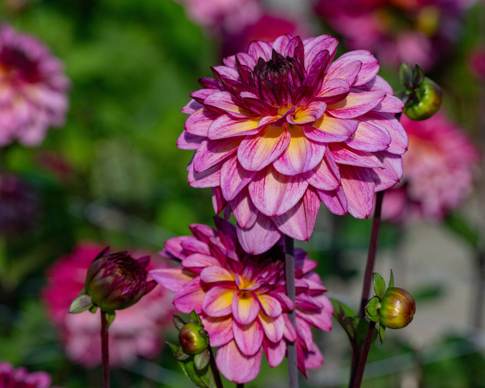 Dahlia 'Muchacha'