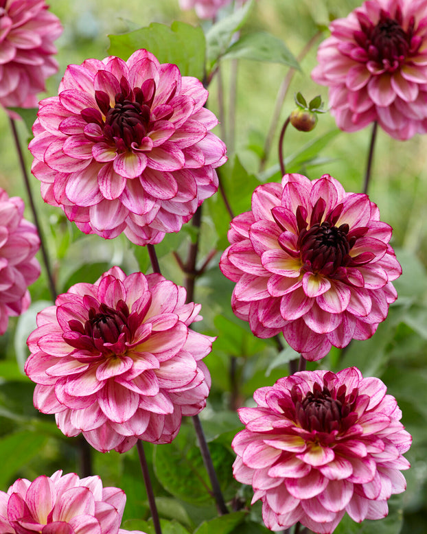 Dahlia 'Muchacha'