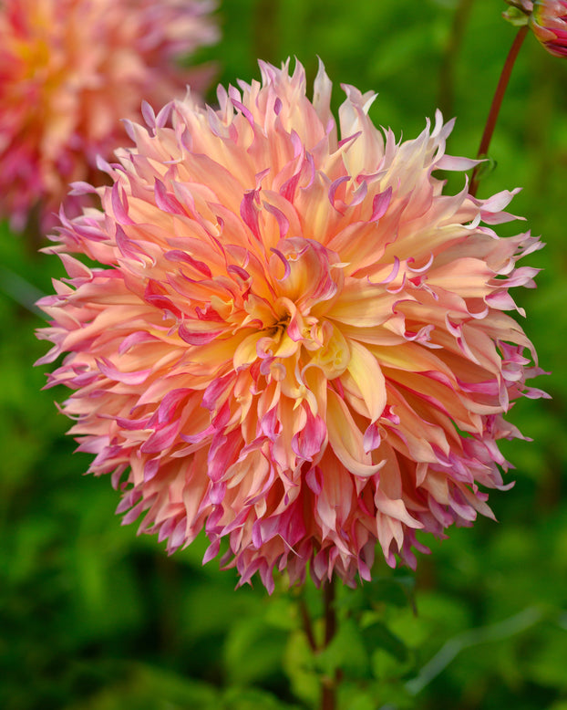Dahlia 'Myrtle's Folly'