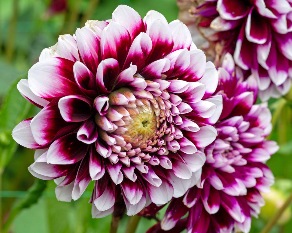 Dahlia 'Mystery Day'