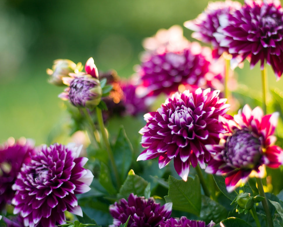 Dahlia 'Mystery Day'