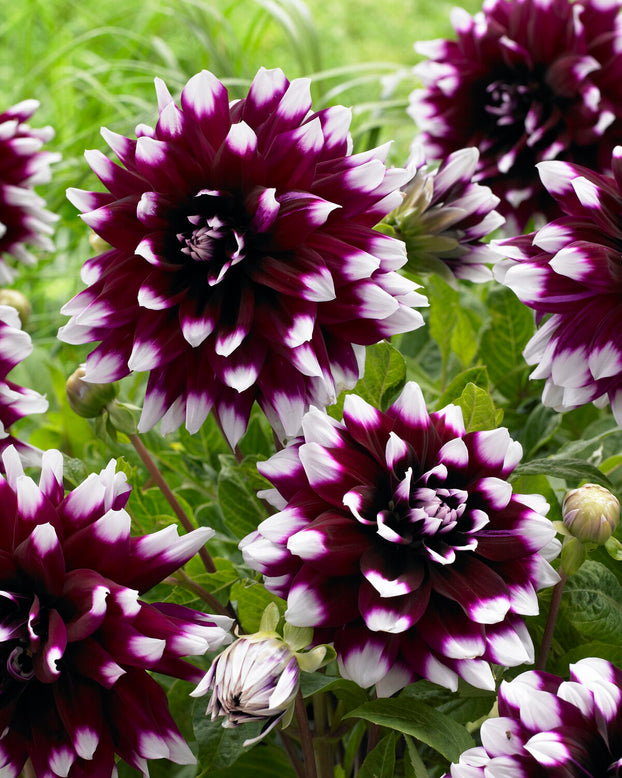 Dahlia 'Mystery Day'