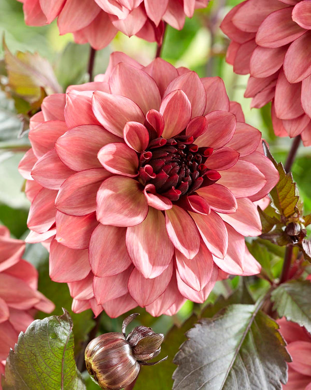 Dahlia 'Night Silence'