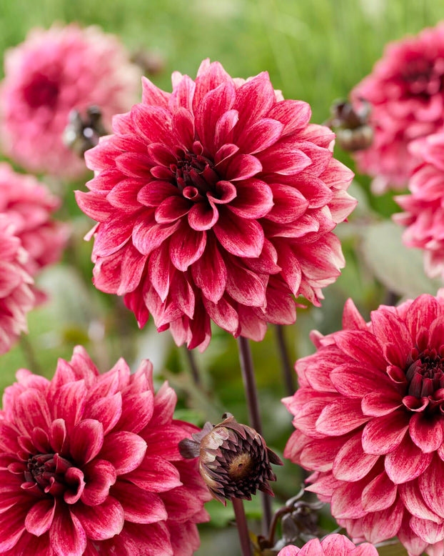 Dahlia 'Night Silence'