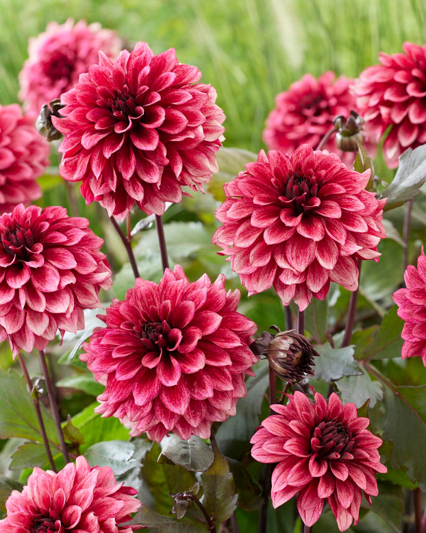 Dahlia 'Night Silence'