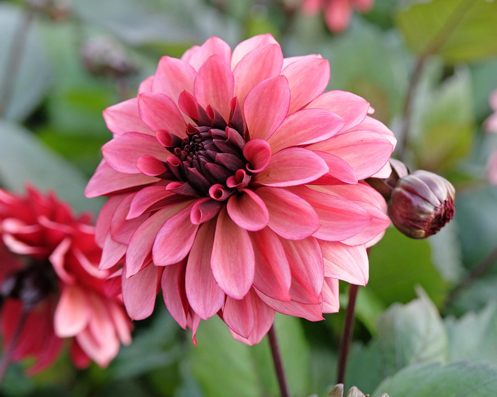 Dahlia 'Night Silence'