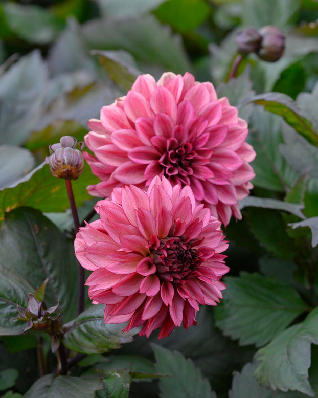 Dahlia 'Night Silence'