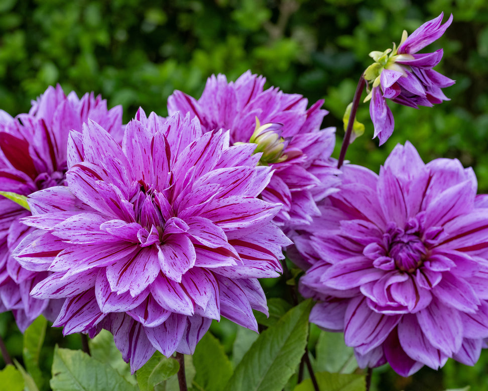 Dahlia 'Nikola Tesla'