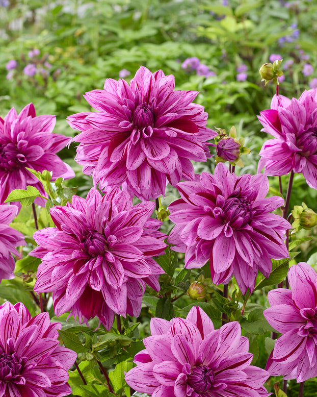 Dahlia 'Nikola Tesla'