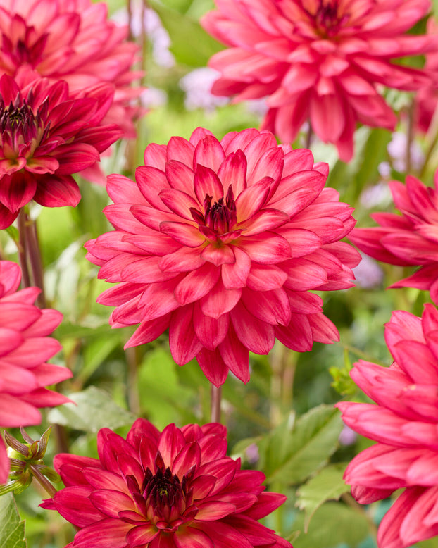 Dahlia 'Ocean of Love'